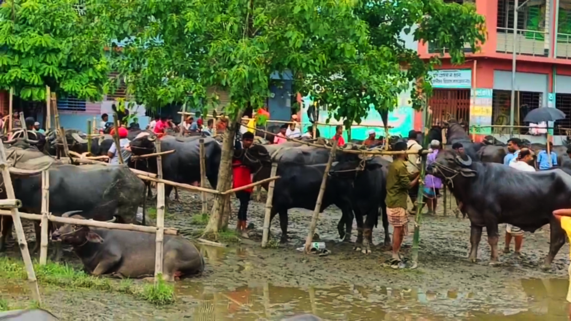 ঈদ সামনে রেখে জমজমাট আখাউড়ার পশুর হাট, বৃষ্টির পানি জমে যানজটে চরম ভোগান্তি।